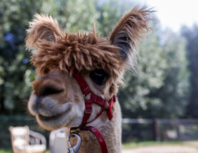 alpaca stuivertje.