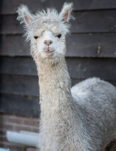alpaca merrie Belle.