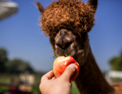alpaca.