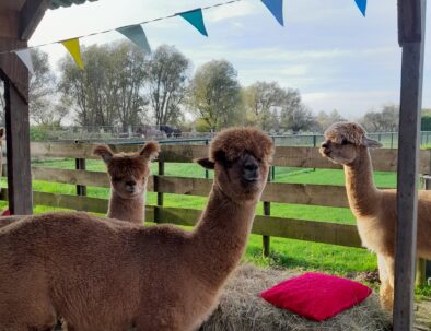 alpaca feestje bij alpaca's in de betuwe.